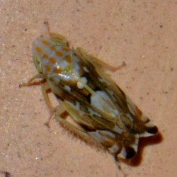 Metalimnus steini